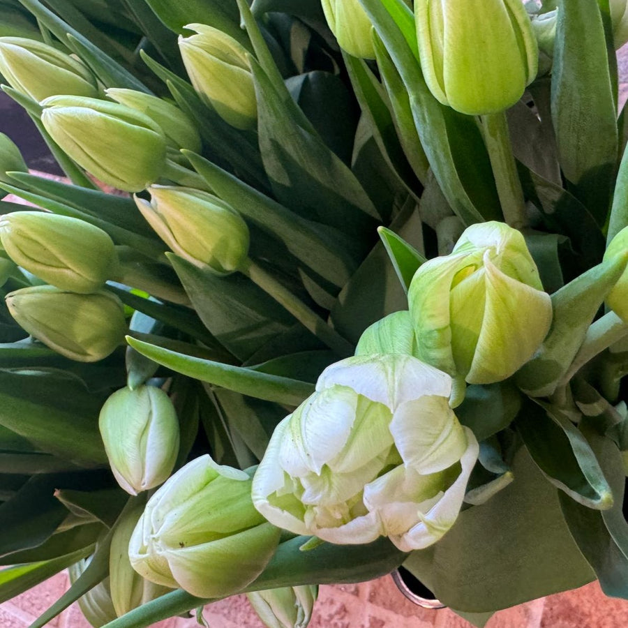 FARM FRESH TULIPS - TRIPLE BUNCH (30 STEMS)