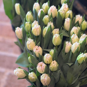 FARM FRESH TULIPS - TRIPLE BUNCH (30 STEMS)