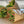 Load image into Gallery viewer, FARM FRESH TULIPS - TRIPLE BUNCH (30 STEMS)
