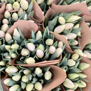 FARM FRESH TULIPS - DOUBLE BUNCH (20 STEMS)