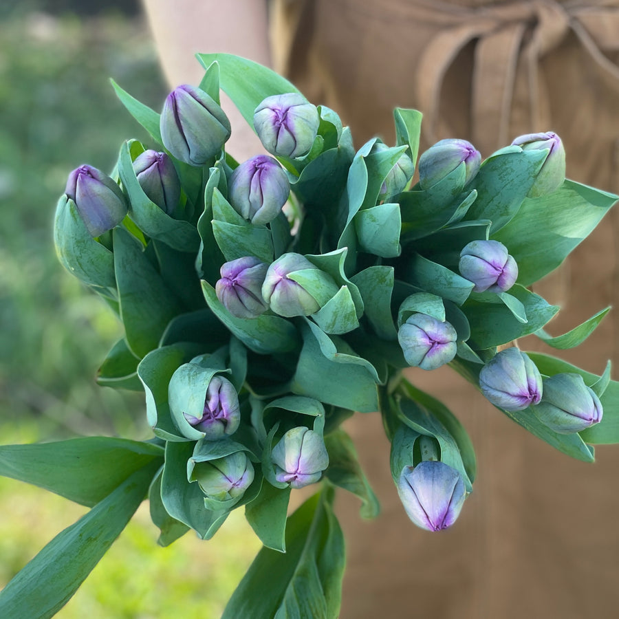 FARM FRESH TULIPS - DOUBLE BUNCH (20 STEMS)