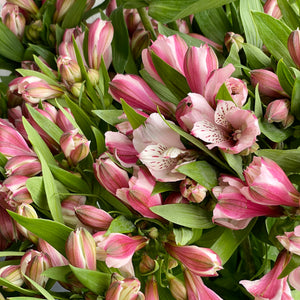 FARM FRESH ALSTROEMERIA - SINGLE BUNCH