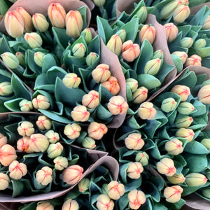 FARM FRESH TULIPS - DOUBLE BUNCH (20 STEMS)