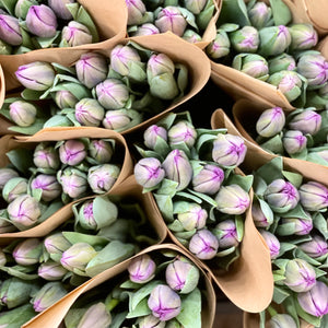 FARM FRESH TULIPS - DOUBLE BUNCH (20 STEMS)