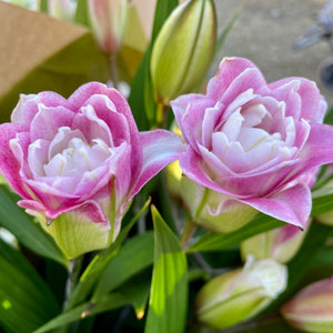 FARM FRESH ORIENTAL DOUBLE LOTUS LILIES - DOUBLE BUNCH (6 STEMS)