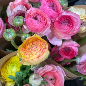 FARM FRESH RANUNCULUS - SINGLE BUNCH (10 STEMS)