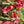 Load image into Gallery viewer, FARM FRESH ALSTROEMERIA - SINGLE BUNCH
