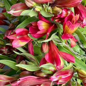 FARM FRESH ALSTROEMERIA - SINGLE BUNCH