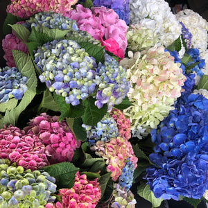 FARM FRESH HYDRANGEAS  - SINGLE BUNCH (5 STEMS)