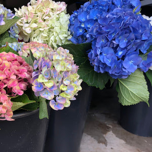 FARM FRESH HYDRANGEAS  - SINGLE BUNCH (5 STEMS)