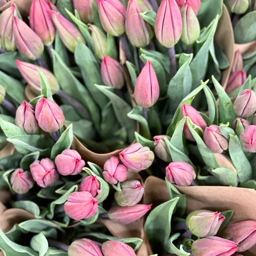 FARM FRESH TULIPS - TRIPLE BUNCH (30 STEMS)