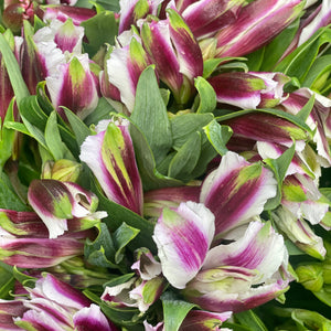 FARM FRESH ALSTROEMERIA - SINGLE BUNCH