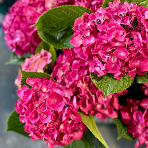 FARM FRESH HYDRANGEAS  - SINGLE BUNCH (5 STEMS)