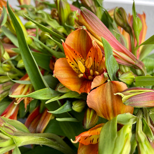 FARM FRESH ALSTROEMERIA - SINGLE BUNCH