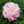 Load image into Gallery viewer, FARM FRESH PEONY ROSES - SINGLE BUNCH (5 STEMS)
