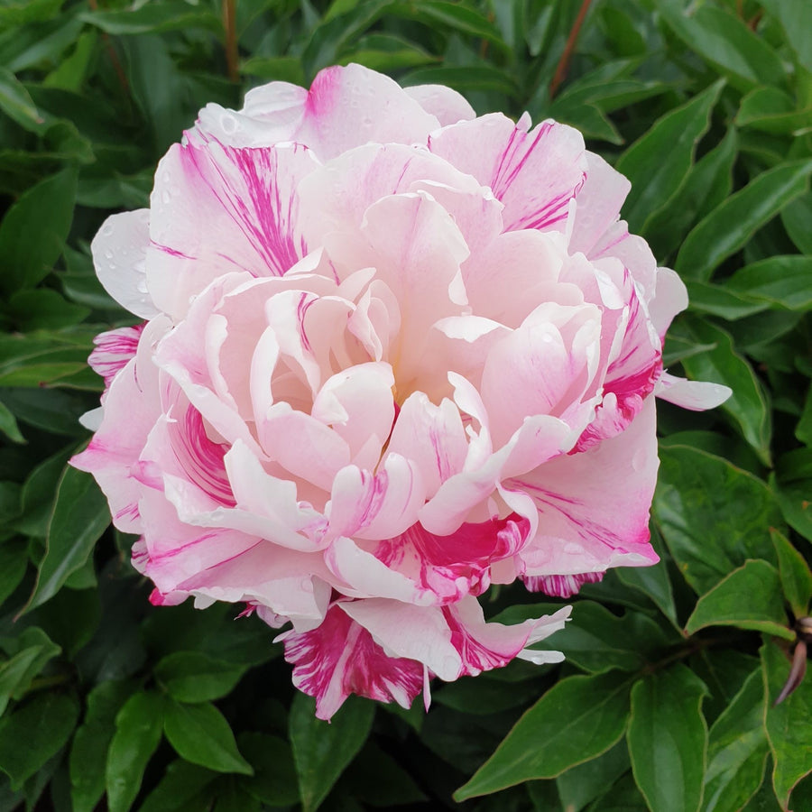 FARM FRESH PEONY ROSES - SINGLE BUNCH (5 STEMS)