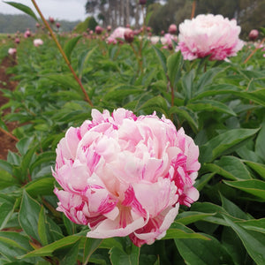 FARM FRESH PEONY ROSES - SINGLE BUNCH (5 STEMS)