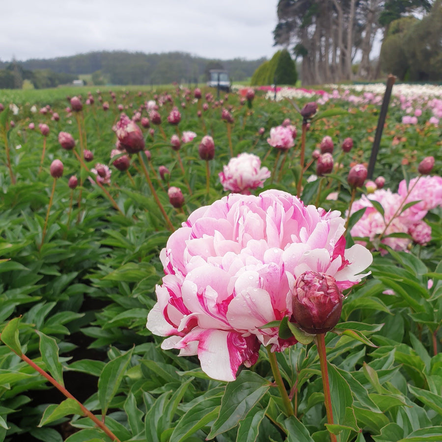 FARM FRESH PEONY ROSES - SINGLE BUNCH (5 STEMS)