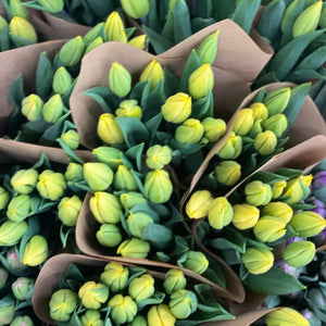 FARM FRESH TULIPS - TRIPLE BUNCH (30 STEMS)