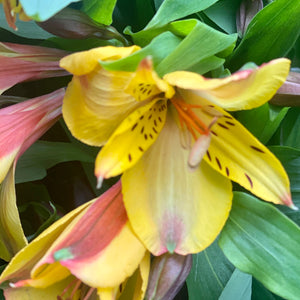 FARM FRESH ALSTROEMERIA - SINGLE BUNCH