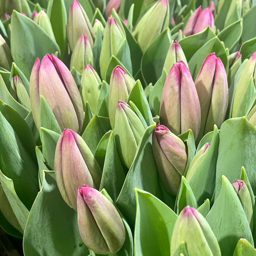 FARM FRESH TULIPS - DOUBLE BUNCH (20 STEMS)