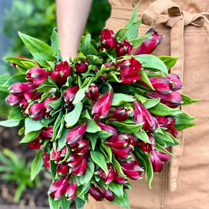 FARM FRESH ALSTROEMERIA - SINGLE BUNCH