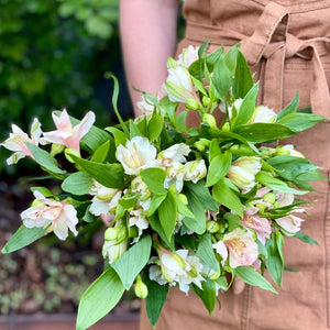 FARM FRESH ALSTROEMERIA - SINGLE BUNCH