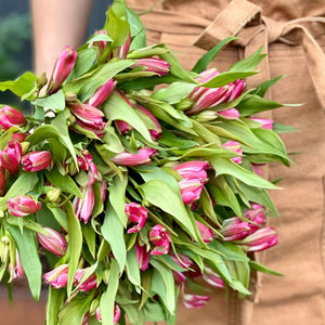 FARM FRESH ALSTROEMERIA - SINGLE BUNCH