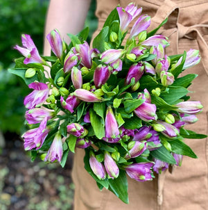 FARM FRESH ALSTROEMERIA - SINGLE BUNCH