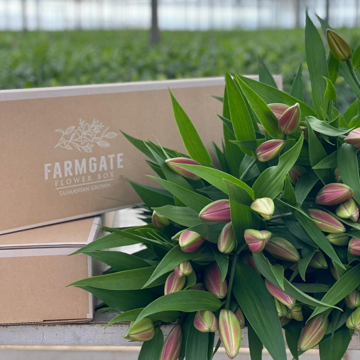 Gift A Beautiful Farmgate Flowers Oriental lily Bouquet in a Beautiful