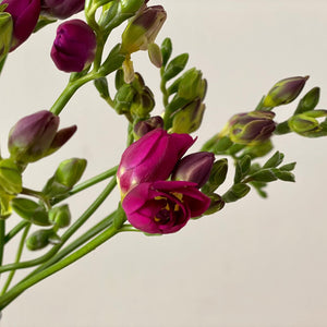 FARM FRESH FREESIAS - DOUBLE BUNCH (20 STEMS)