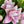 Load image into Gallery viewer, FARM FRESH ORIENTAL DOUBLE LOTUS LILIES - DOUBLE BUNCH (6 STEMS)
