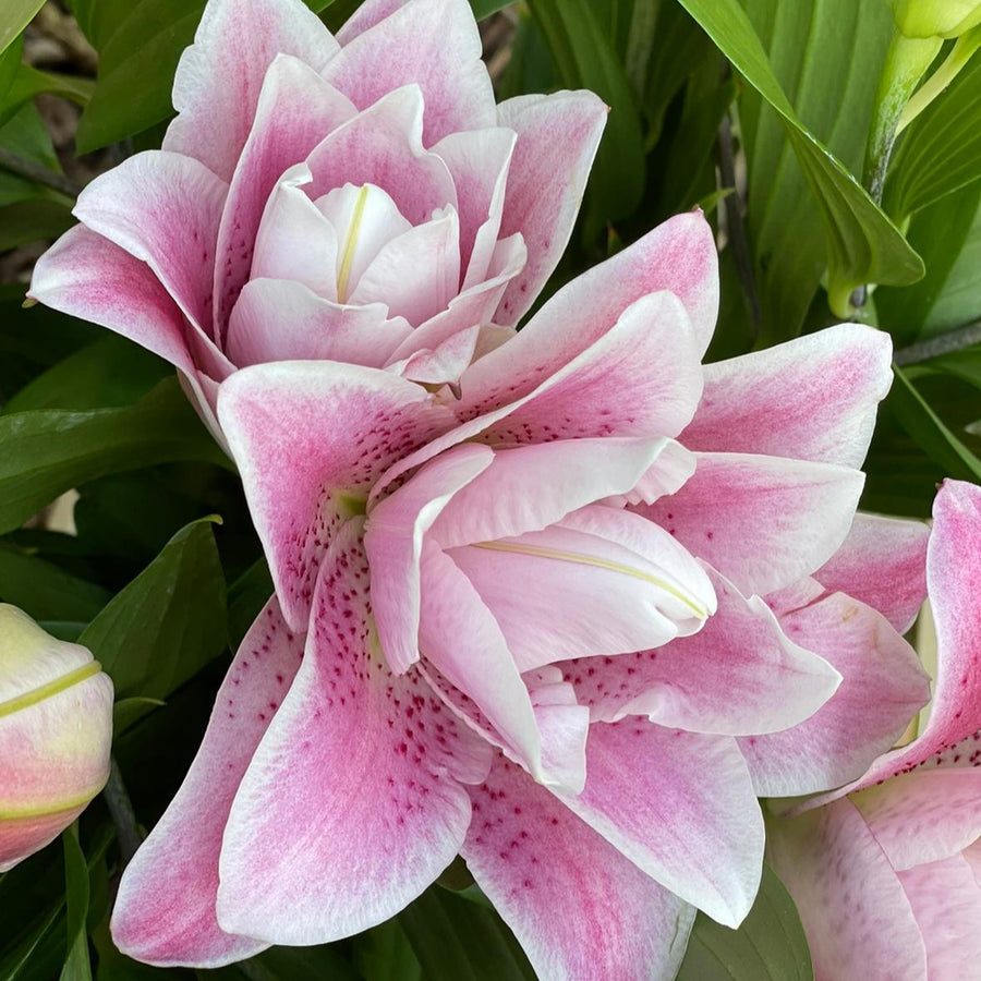 triple lily flower FARMGATE ORIENTAL LOTUS LILY (DOUBLE FLOWERED) LILIES / LILIUM