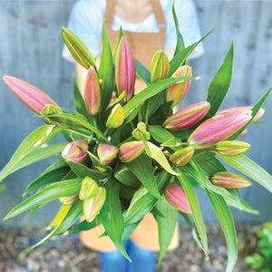 Oriental Lily Flower Box Subscription