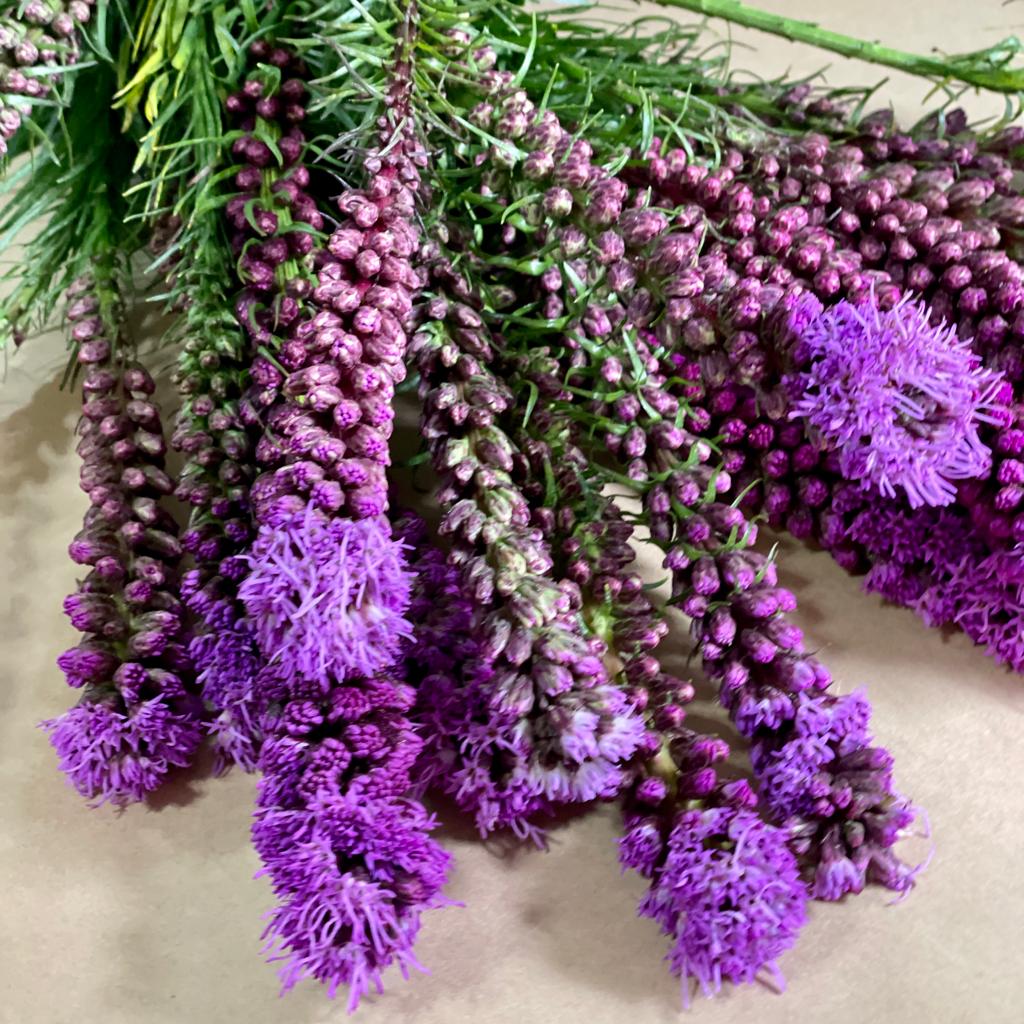 FARM FRESH LIATRIS SINGLE BUNCH (10 STEMS) Farmgate Flowers Direct