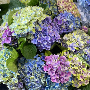 FARM FRESH HYDRANGEAS  - SINGLE BUNCH (5 STEMS)