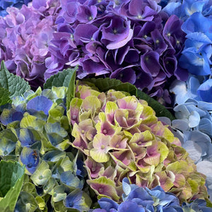 FARM FRESH HYDRANGEAS  - SINGLE BUNCH (5 STEMS)