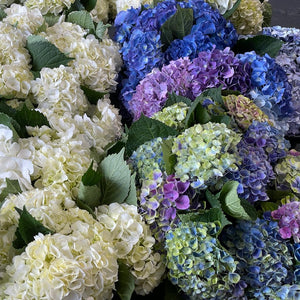 FARM FRESH HYDRANGEAS  - SINGLE BUNCH (5 STEMS)