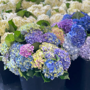 FARM FRESH HYDRANGEAS  - SINGLE BUNCH (5 STEMS)