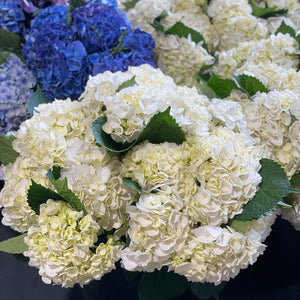 FARM FRESH HYDRANGEAS  - SINGLE BUNCH (5 STEMS)