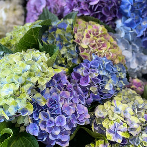 FARM FRESH HYDRANGEAS  - SINGLE BUNCH (5 STEMS)