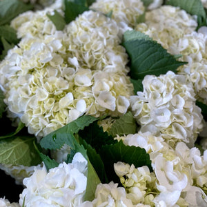 FARM FRESH HYDRANGEAS  - SINGLE BUNCH (5 STEMS)