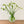 Load image into Gallery viewer, FARM FRESH FREESIAS - DOUBLE BUNCH (20 STEMS)
