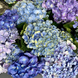 FARM FRESH HYDRANGEAS  - SINGLE BUNCH (5 STEMS)