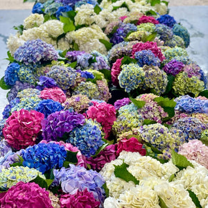 FARM FRESH HYDRANGEAS  - SINGLE BUNCH (5 STEMS)