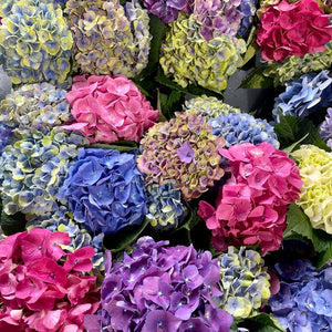 FARM FRESH HYDRANGEAS  - SINGLE BUNCH (5 STEMS)