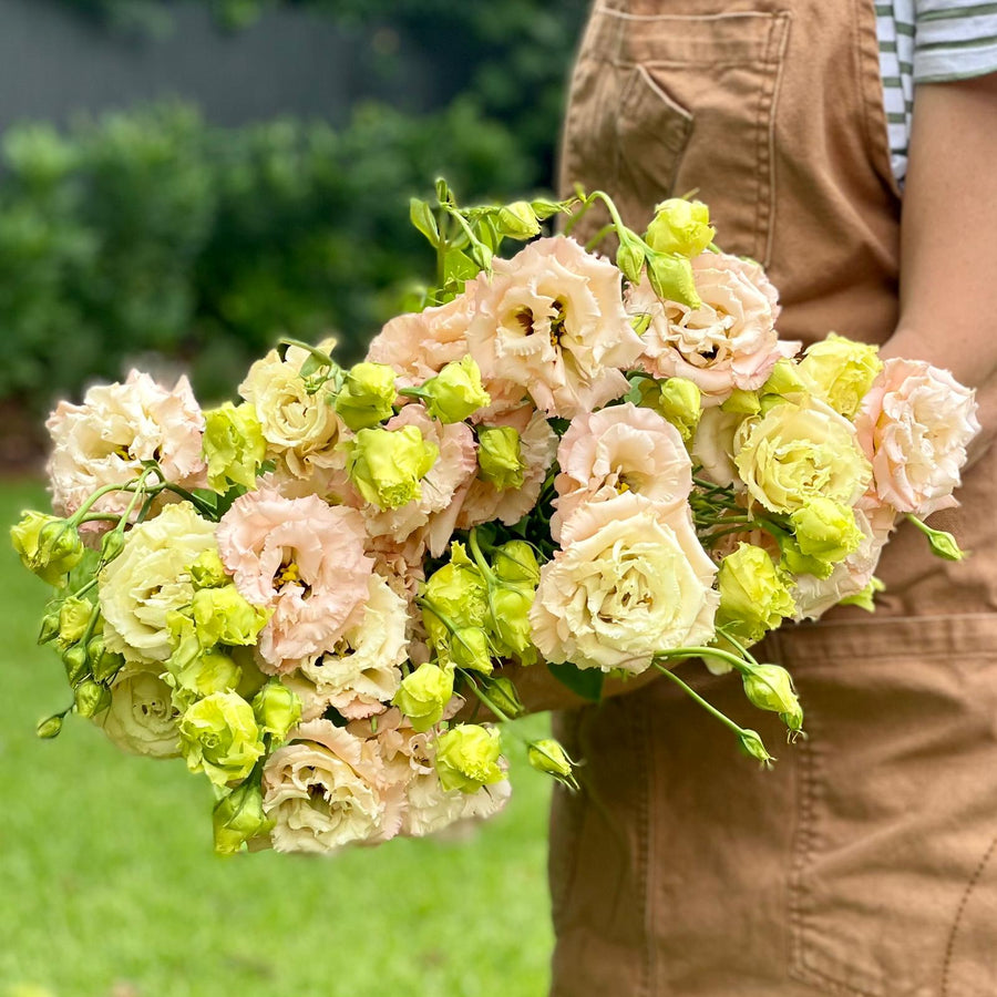 FARM FRESH LISIANTHUS - TRIPLE BUNCH