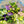 Load image into Gallery viewer, FARM FRESH LISIANTHUS - TRIPLE BUNCH
