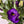 Load image into Gallery viewer, FARM FRESH LISIANTHUS - TRIPLE BUNCH
