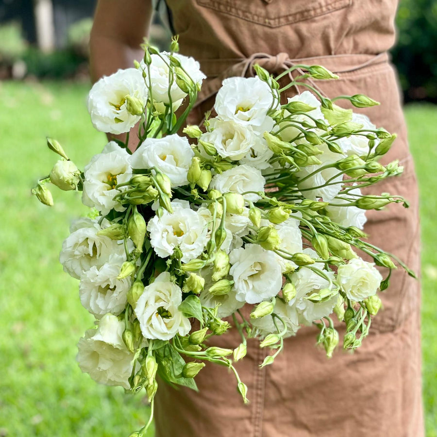 FARM FRESH LISIANTHUS - TRIPLE BUNCH